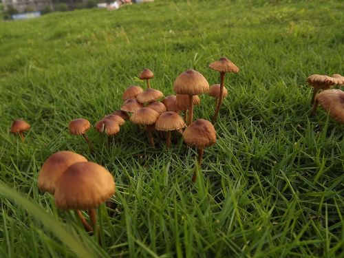 mushroom grassland plant