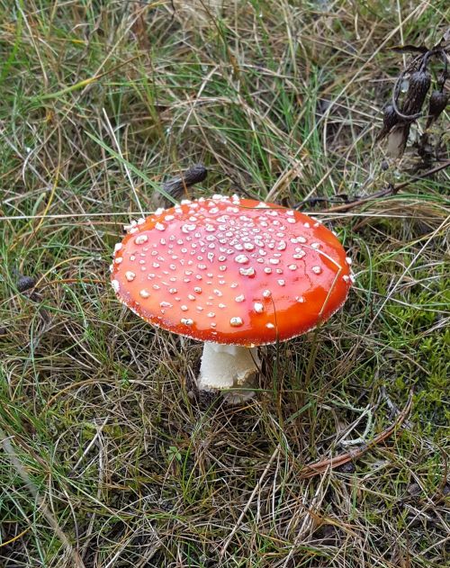 mushroom toxic rarely