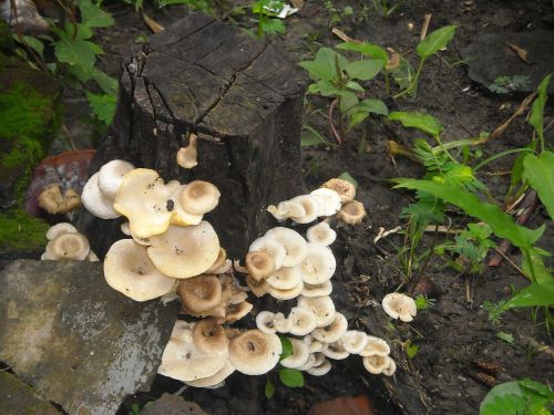 mushroom boletus the tree