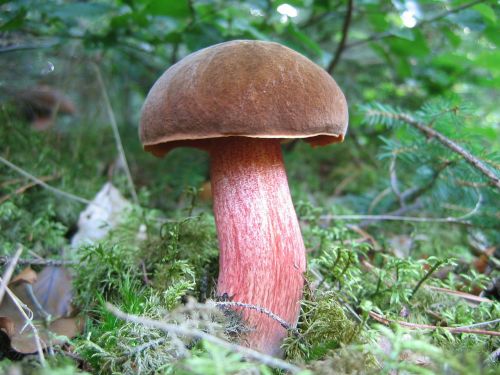 mushroom forest mushroom forest floor