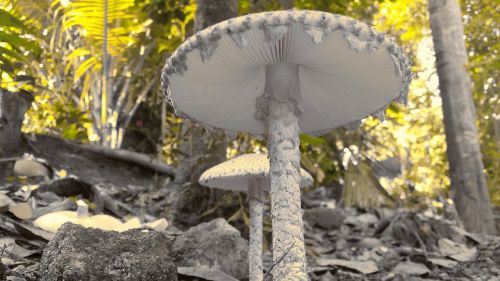 mushroom splash splashed