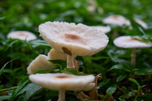 mushroom plant flower picture