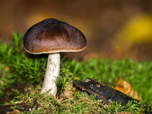 mushroom forest autumn