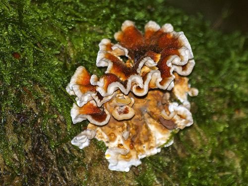 mushroom autumn forest