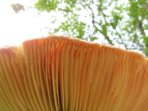 mushroom grass nature