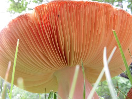 mushroom grass nature