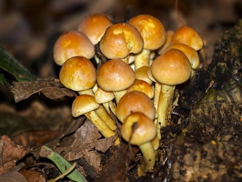 mushroom forest autumn