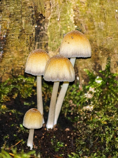 mushroom forest autumn