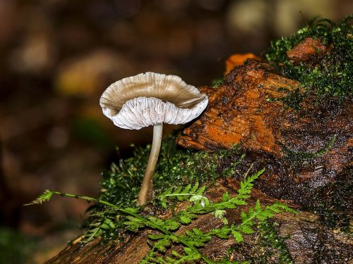 mushroom forest autumn