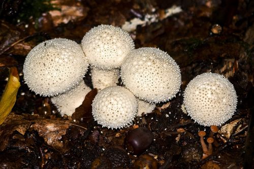 mushroom forest autumn