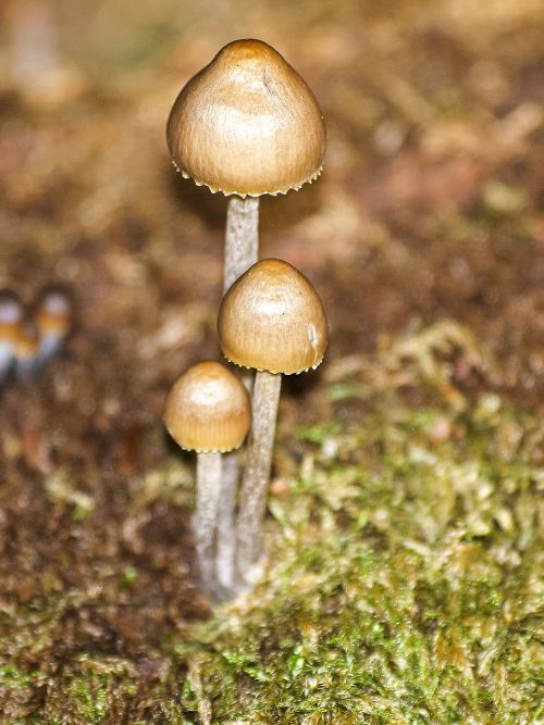 mushroom forest autumn