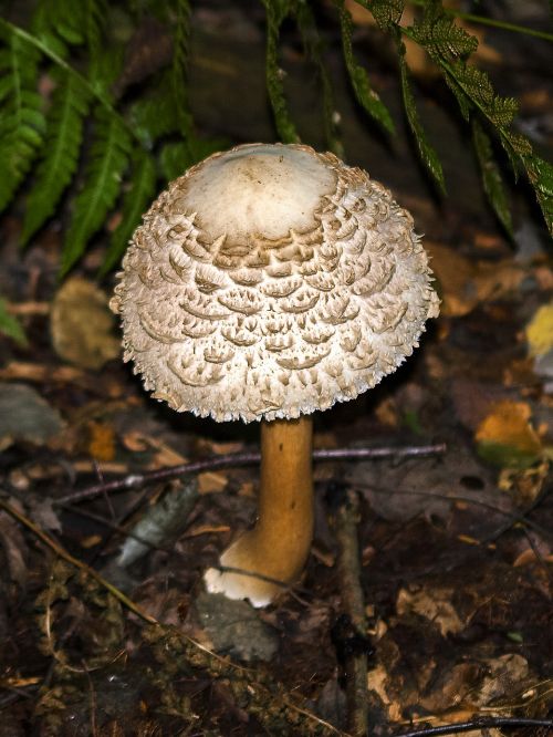 mushroom forest autumn