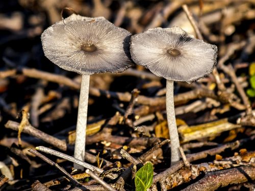 mushroom forest autumn