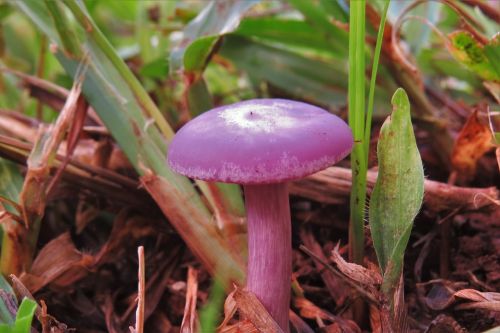 mushroom color pink unusual