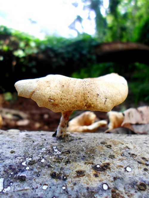 mushroom close-up fungi