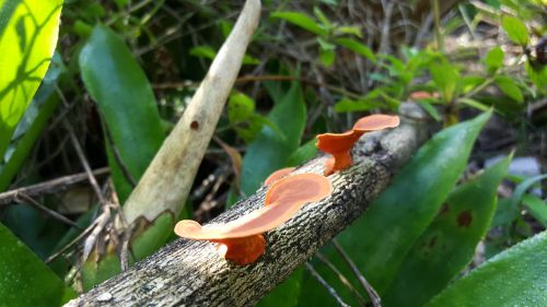 mushroom fungus orange