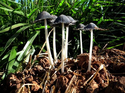 mushroom nature fungus