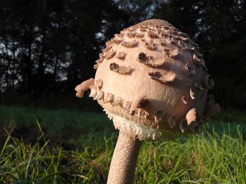 mushroom screen fungus nature