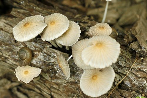 mushroom white log