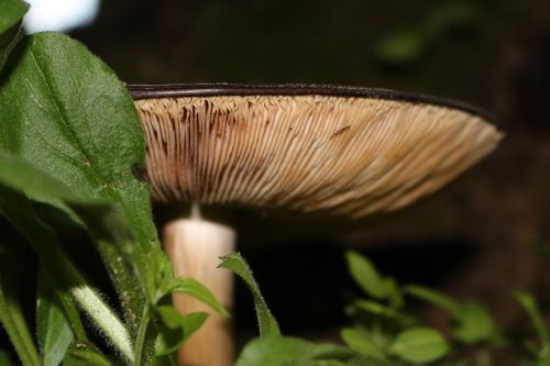 mushroom nature close