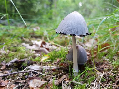 mushroom forest moss