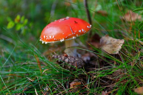 mushroom amanita forest