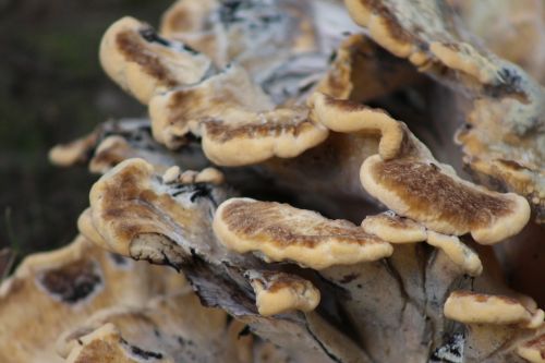 mushroom wild mushroom fungi