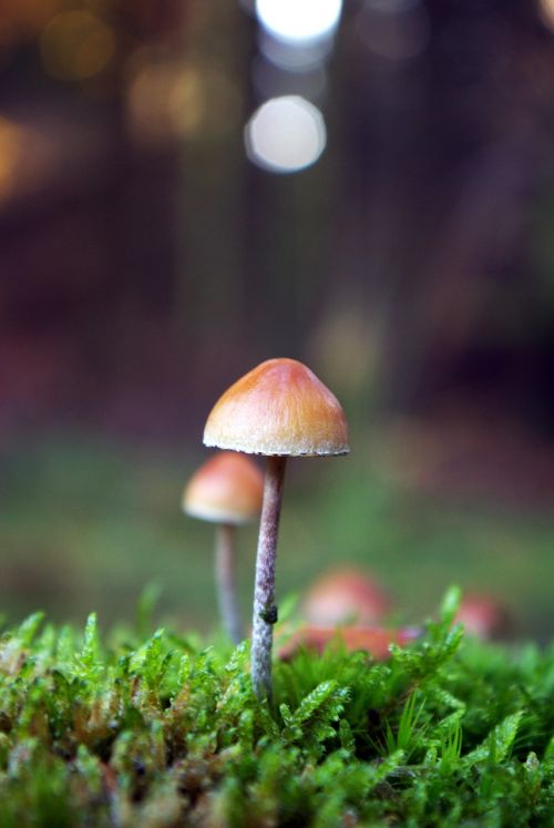 mushroom forest nature