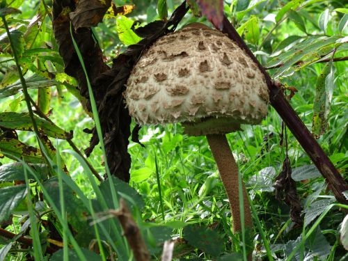 mushroom parasol giant schirmling