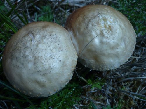 mushroom agaric white