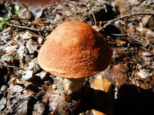 mushroom wild red