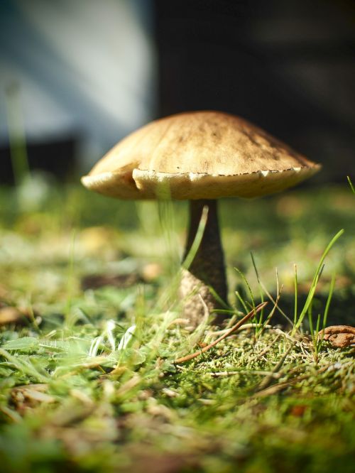 mushroom holiday forest