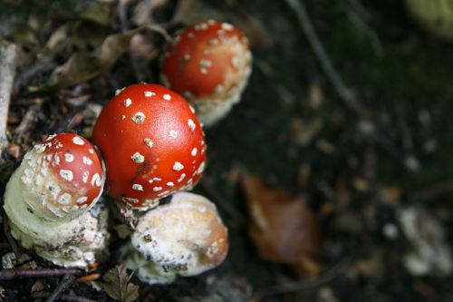 mushroom nature fungus