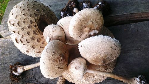 mushroom autumn fungi