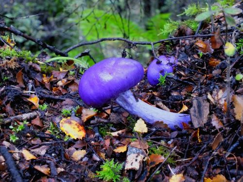 mushroom forest purple
