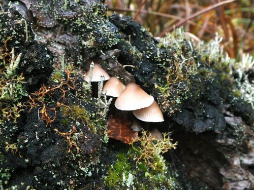 mushroom wild nature