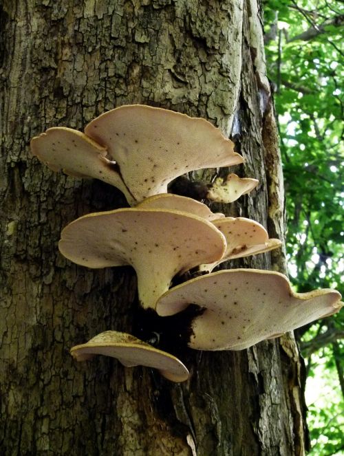 mushroom bracket fungus fungus