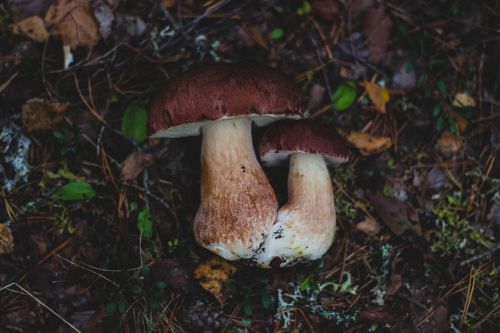 mushroom fungus food