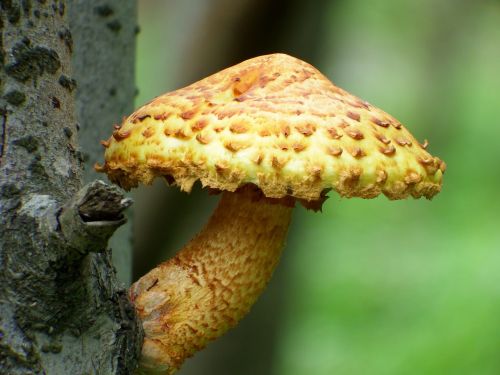 mushroom cap tree