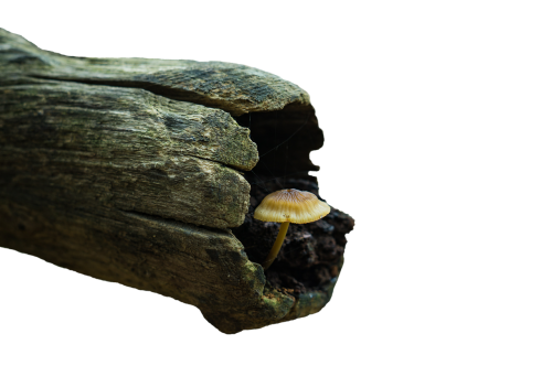 mushroom disc fungus forest mushroom