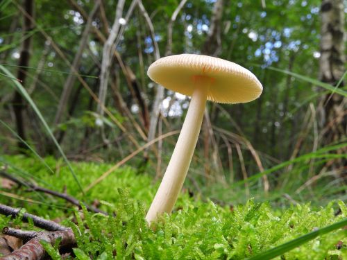 mushroom forest nature