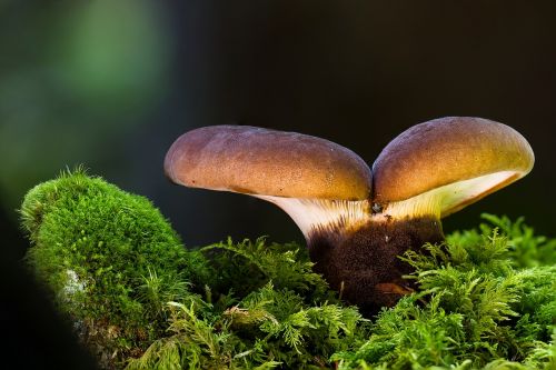 mushroom moss forest mushroom