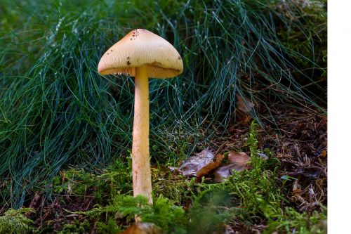 mushroom forest mushroom yellowish