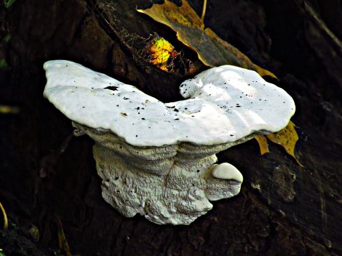 mushroom hub the parasite