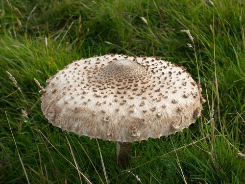 mushroom parasol fungus
