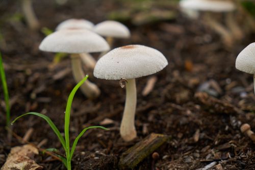 mushroom white color image