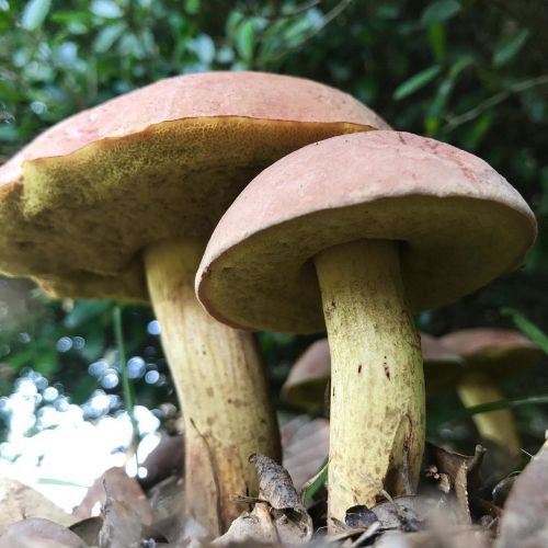 mushroom fungi plant