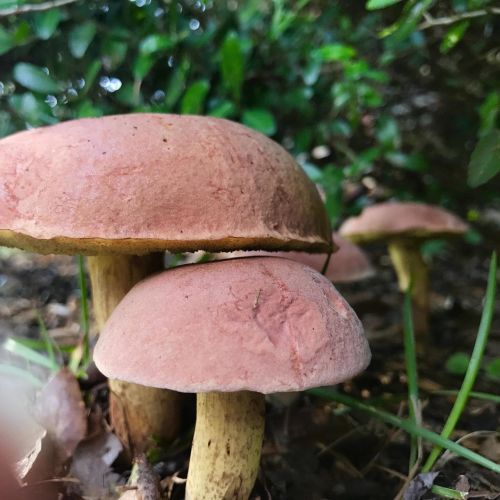 mushroom fungi plant
