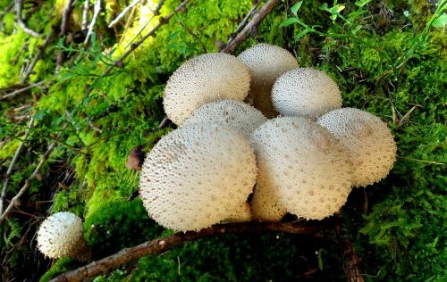 mushroom forest floor bottle umbrinum