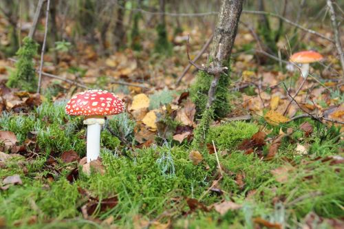 mushroom utrecht autumn